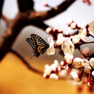 ���� ����