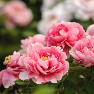 ĵ���@��ӛ