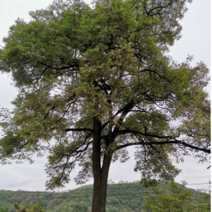 �~���V�^(q��)����Щ���L(f��ng)����ď�ǰ���£�