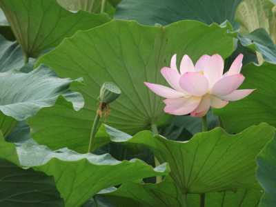 �����س���,�������L(f��ng)